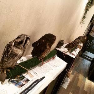フクロウカフェ もふもふ 銀座
