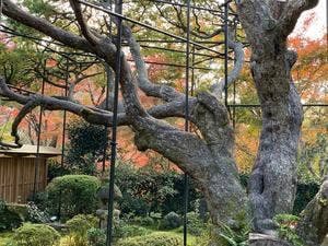 宝泉院
