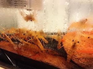 SOUSAKU DINING 横衛門