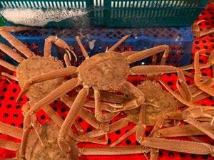 新・函館市場 戸田駅前店