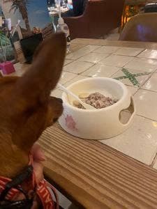 DOG DEPT +CAFE 浅草 隅田川テラス店