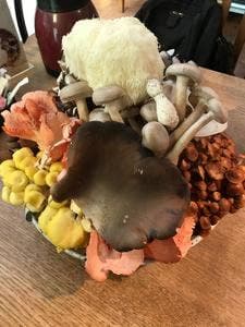 きのこ料理 創士庵