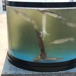 回転寿司 えりも岬 菊水元町店