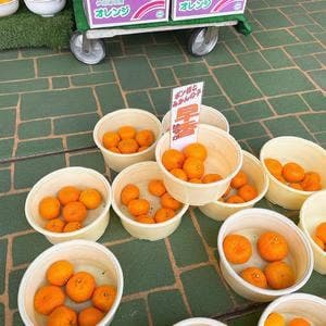 石澤商店みかん問屋