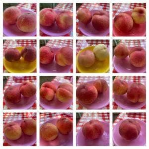 御坂農園グレープハウス