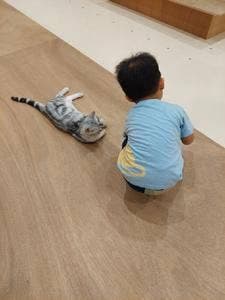 CatCafeMOFFイオンモール豊川店