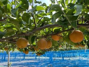 うきは果樹の村 やまんどん