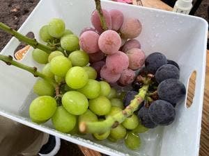 石和いちご館青柳