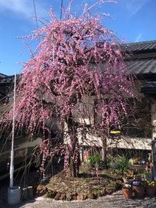 肥後俵屋