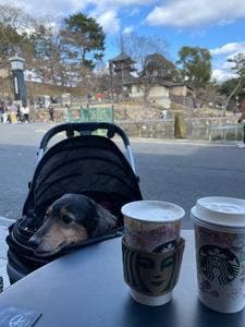 スターバックス コーヒー 奈良猿沢池店