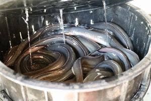 鰻はる