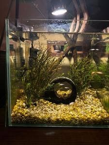 心茶屋