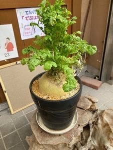 樹