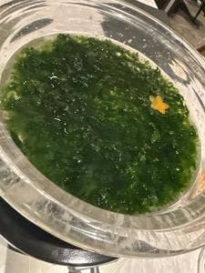 生つくねと秘伝しゃぶしゃぶ 田