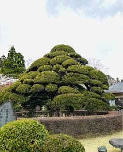 まきのきてい
