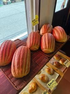 パネテリア フラゴラ