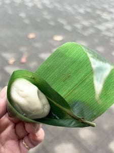 麩帆