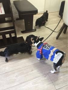 Mammy’s Paw 銀座店