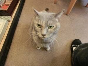 和風甘味処 ねこや