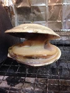 かき小屋本舗 東住吉本店