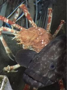 舟活盛 焙烙焼 民宿大下