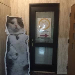 猫カフェ れおん
