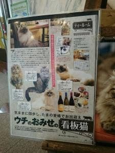 Die Katze