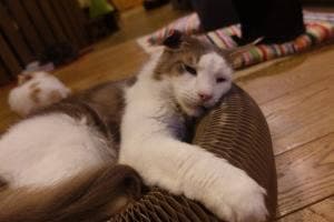 Cat of Liberty
