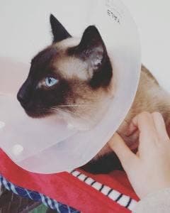ねこと占い師がいるカフェ Cat's planet