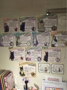 cat cafe Cateriam
