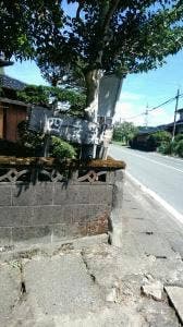 四季菜