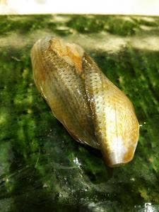 鮨伊吹