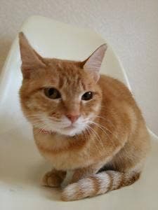 カフェ ニャンコプラス
