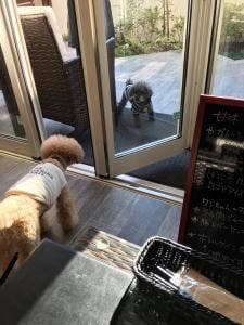 犬猫食堂 紫陽花