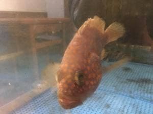 居酒屋・お食事処 どじ