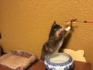 猫の時間