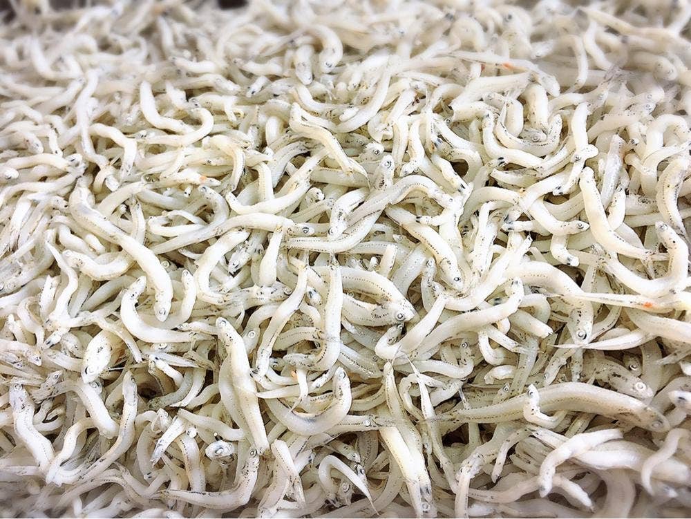 しらす製造直売店 中嶋丸