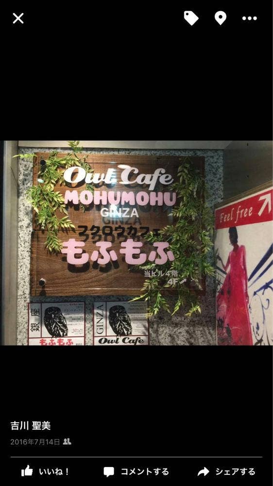 フクロウカフェ もふもふ 銀座