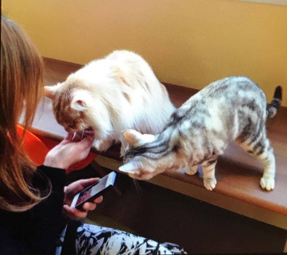 猫カフェ キャッチー