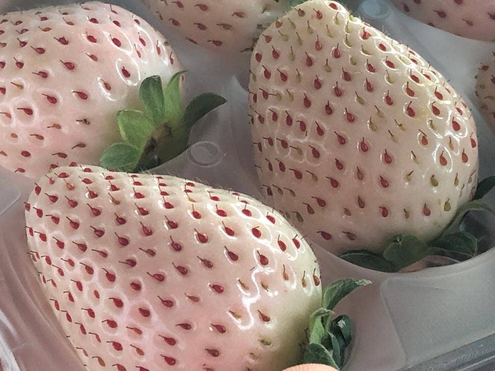 フルーツファクトリー モーン 総本店