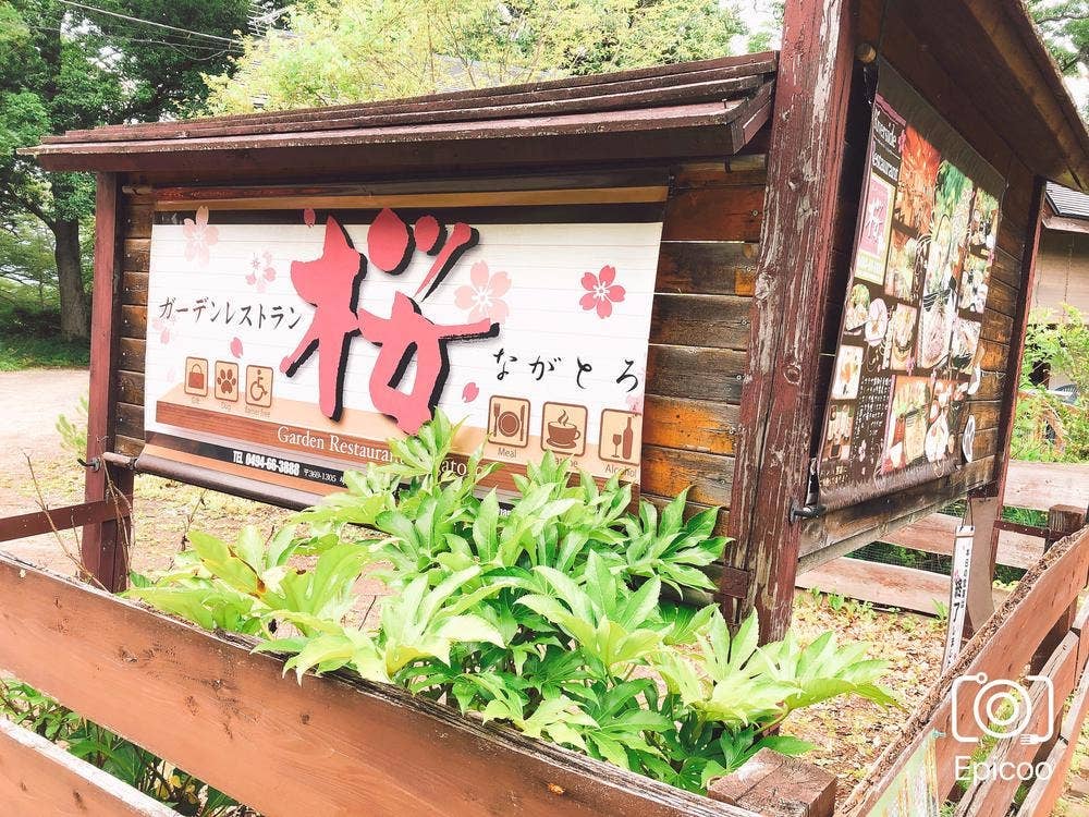 桜ながとろ
