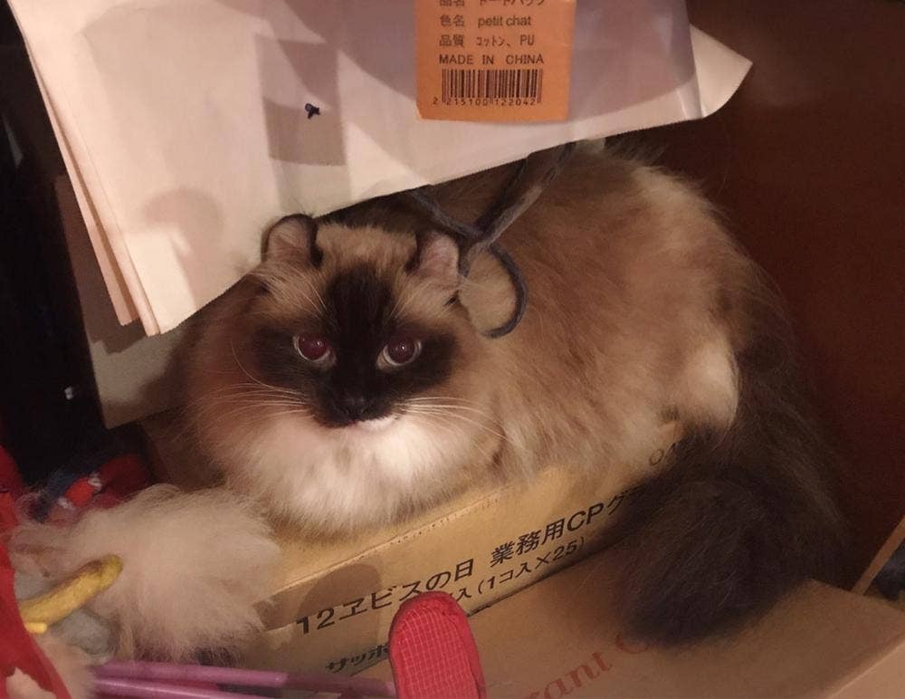 Die Katze