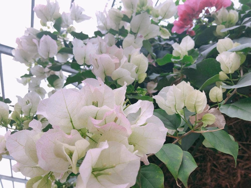 STRAWBERRY CAFE 磯山観光いちご園