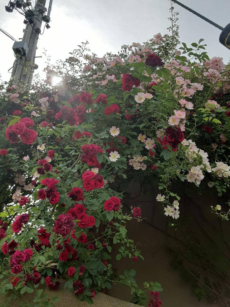 薔薇舘 イングリッシュローゼ