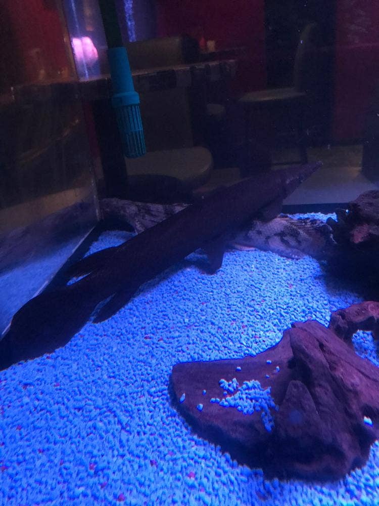 Bar fish