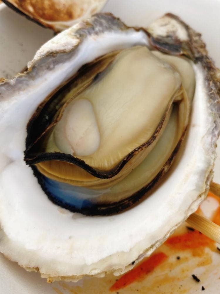 シマノカキ シンエイマル