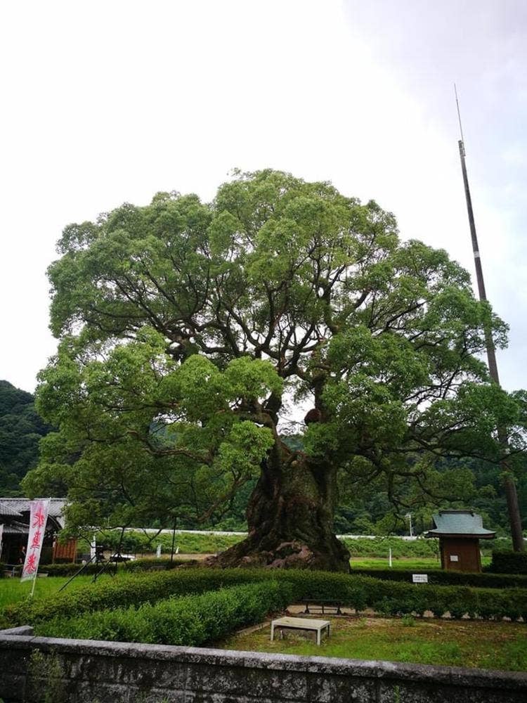 為朝館