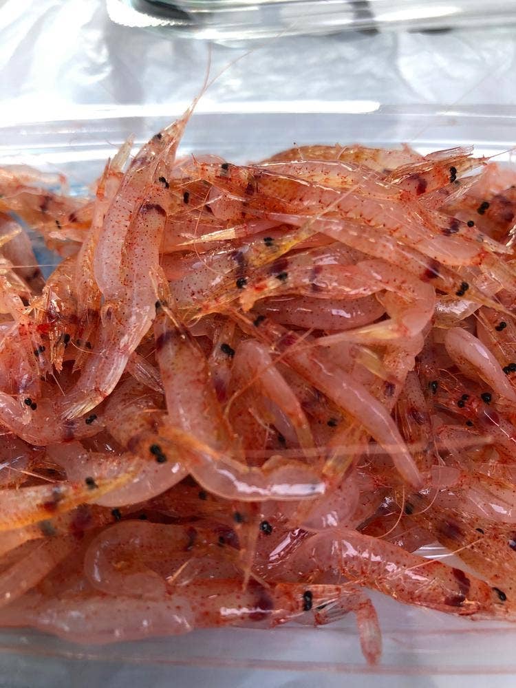 由比港漁協直売所