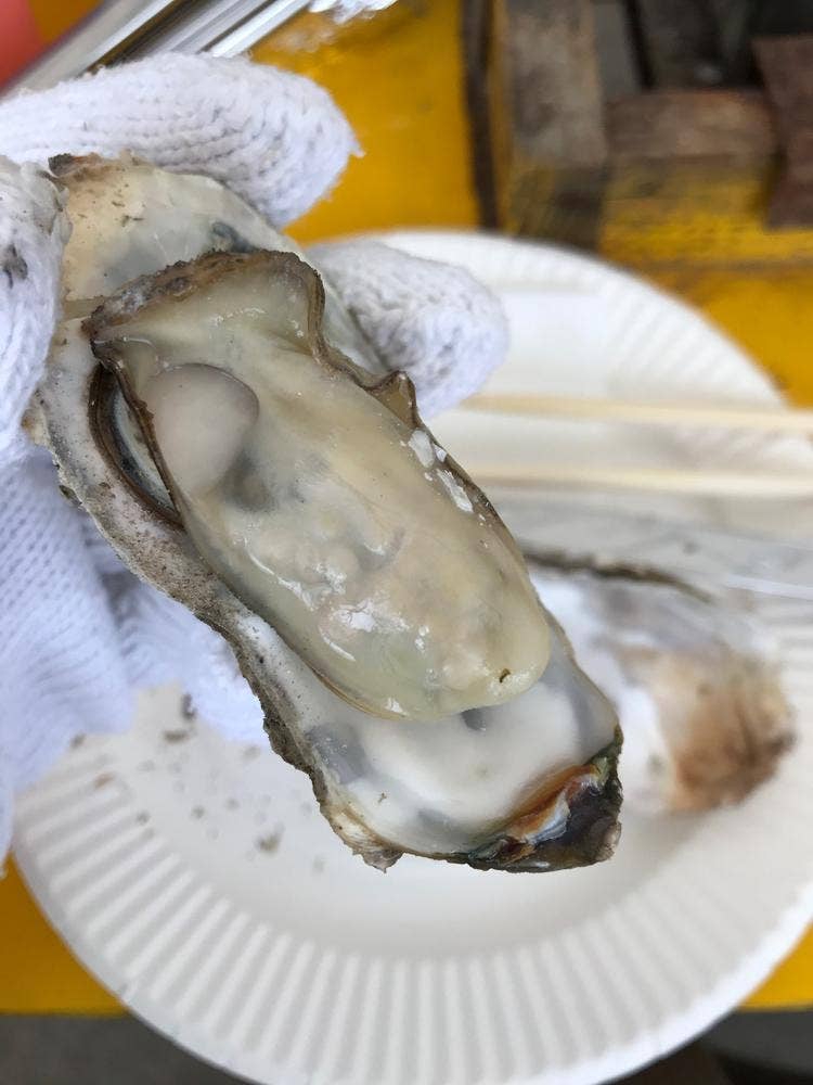 飛龍丸