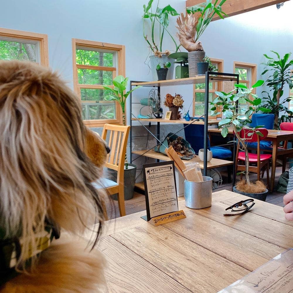 木のした料理店